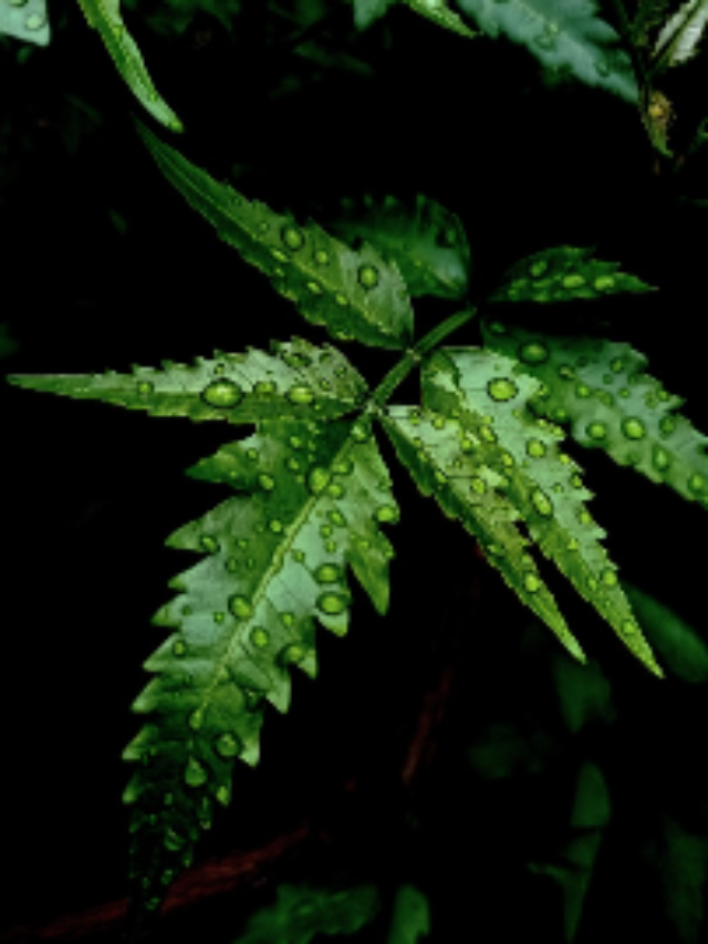 Medicinal trees found in India